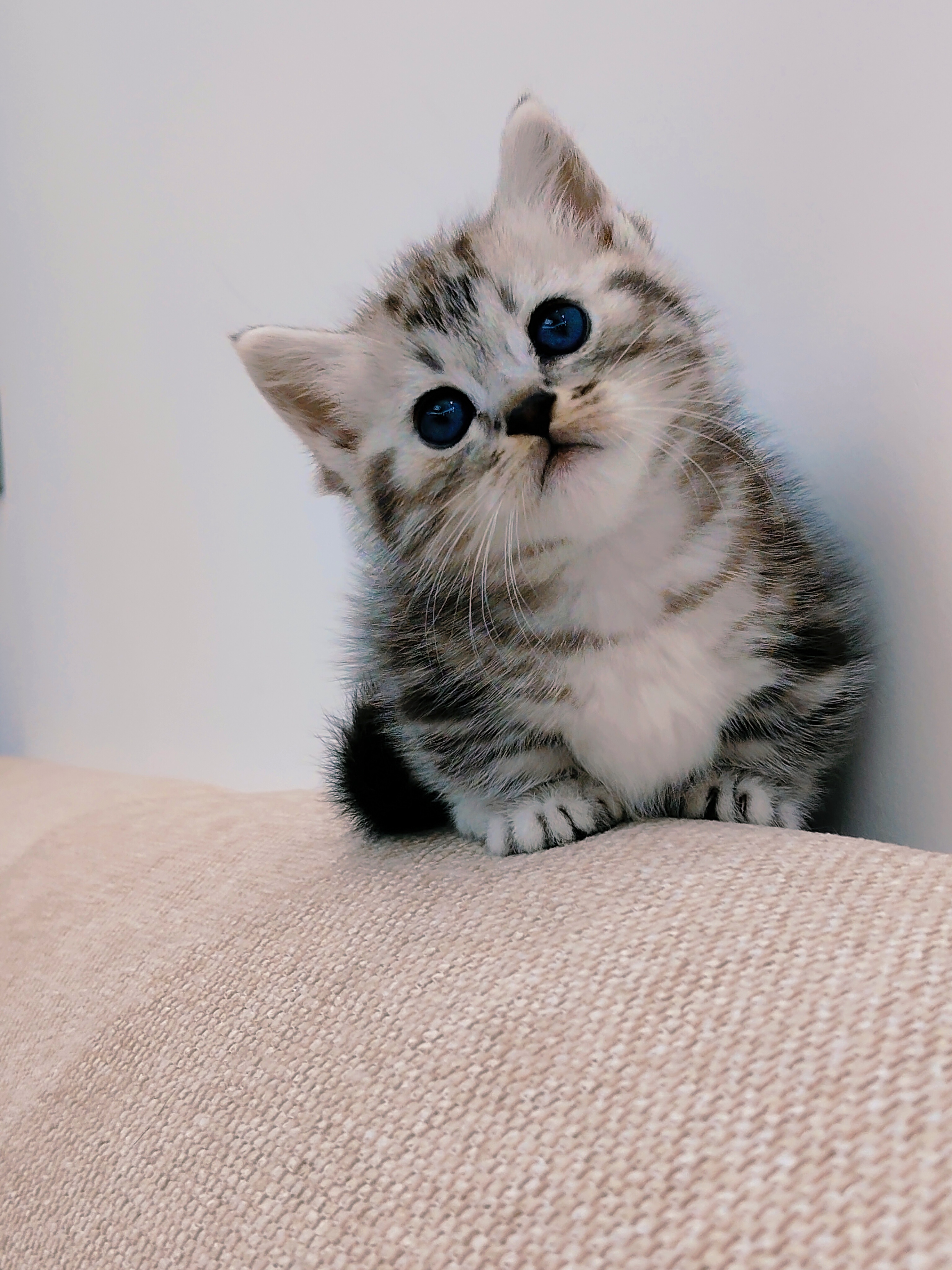 矮脚虎斑妹妹一只